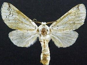 Americerura rarata