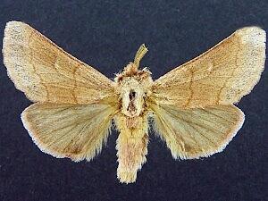 Euhyparpax rosea