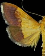 Pyrausta bicoloralis