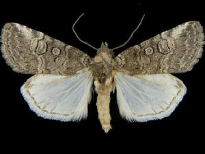 Sympistis subsimplex