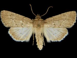 Sympistis incomitata