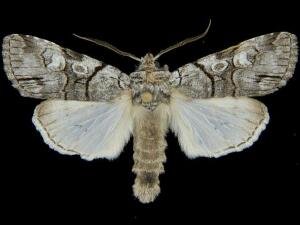 Sympistis chionanthi