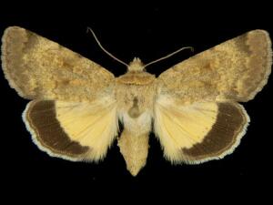 Sympistis regina
