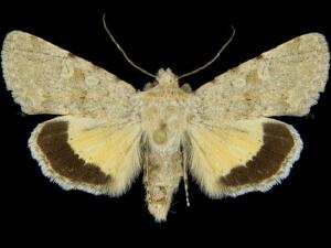 Sympistis regina