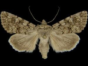 Sympistis acheron
