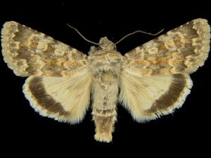 Sympistis sandaraca