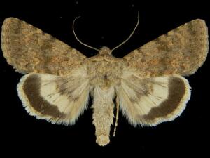 Sympistis sandaraca