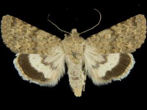 Sympistis sandaraca