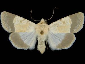 Sympistis modesta