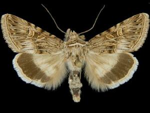 Sympistis levis