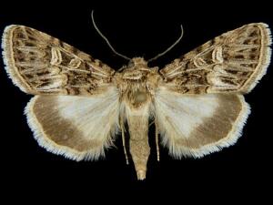 Sympistis sanina