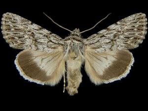 Sympistis poliochroa