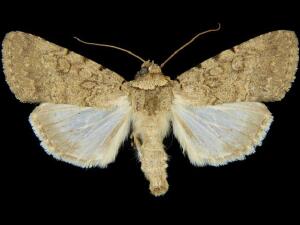 Sympistis goedeni