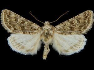 Sympistis augustus