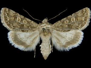 Sympistis augustus