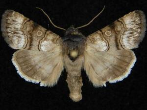 Sympistis saundersiana