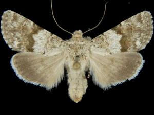 Sympistis fasciata