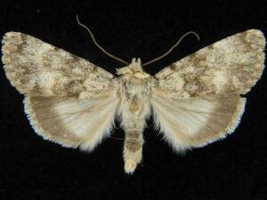 Sympistis ra