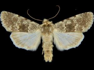 Sympistis heterogena