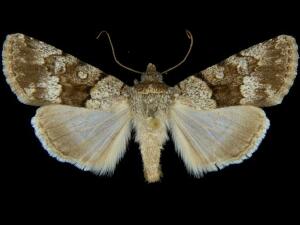 Sympistis arizonensis