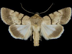 Sympistis sokar