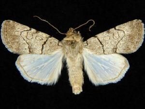 Sympistis bakeri