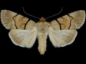 Sympistis youngi