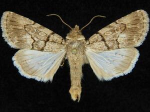 Sympistis deserta