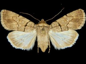 Sympistis deserta