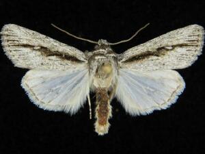 Sympistis atricollaris