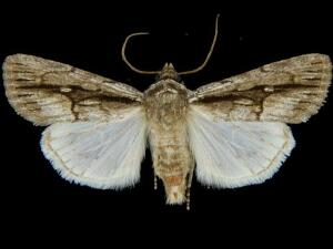 Sympistis atricollaris