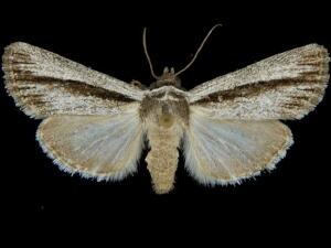 Sympistis cottami