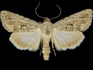 Sympistis disfigurata