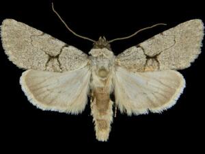 Sympistis pallidior