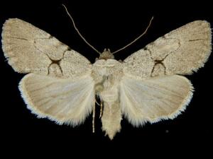 Sympistis pallidior