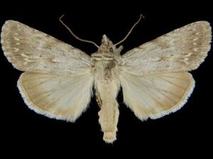 Sympistis riparia