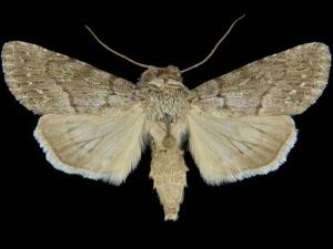 Sympistis riparia
