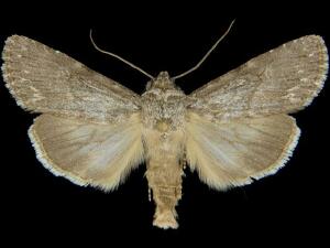 Sympistis riparia