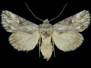 Sympistis ciliata