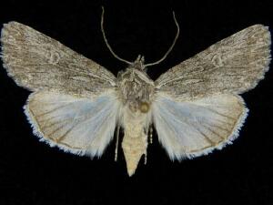 Sympistis curvicollis