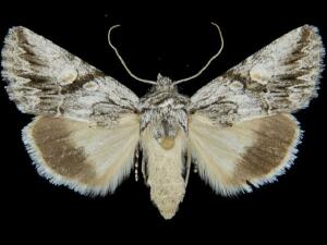 Sympistis sagittata
