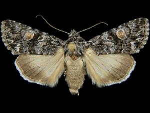Sympistis shirleyae