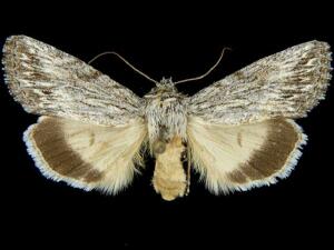 Sympistis ibapahensis