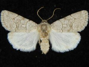 Sympistis sectilis