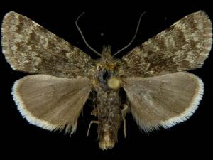 Sympistis zetterstedtii
