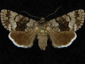 Sympistis funebris