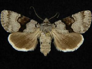Sympistis funebris