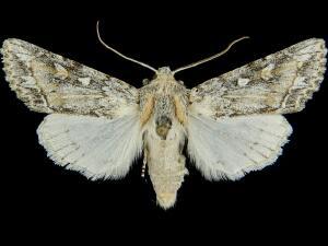 Rhizagrotis stylata