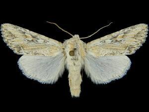 Rhizagrotis stylata