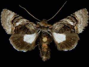 Behrensia bicolor
